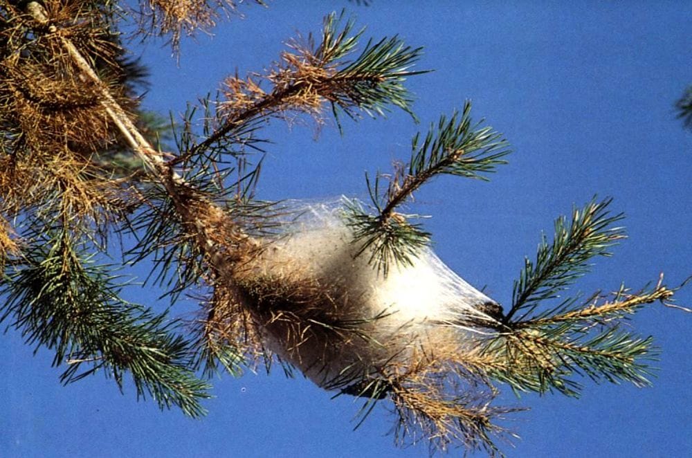 Ordinanza n. 2 del 25.02.20: lotta obbligatoria alle infestazioni da processionaria
